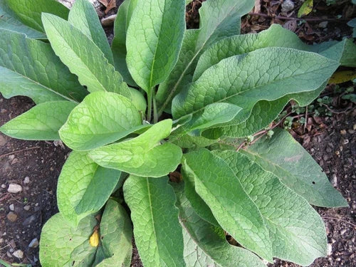 Russian Comfrey Root Cuttings 5+ Bocking 14 3/4-1.5 Inch Non-GMO Heirloom Symphytum x uplandicum Beyond Organic