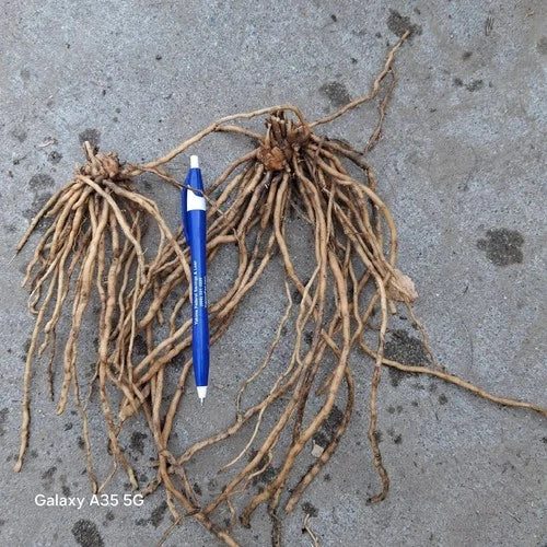 Asparagus Roots Set of 25 - Mary Washington Variety - Asparagus Crowns - Asparagus officinalis