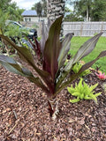 2 Bare Root Queen Emma Purple Crinum Lily Plants - Crinum x herbertii - 6-8" Long, Ideal for Gardens and Landscaping