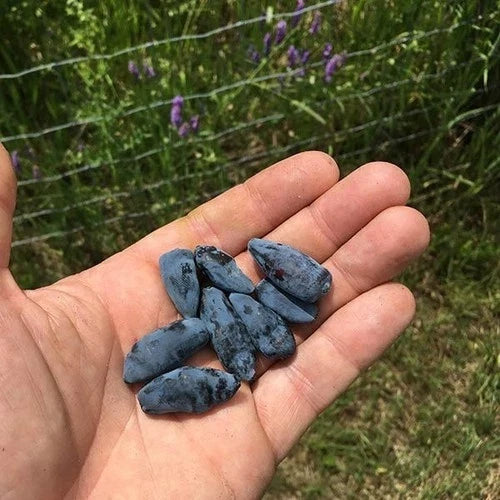 Aurora Honeyberry Plant - Edible Shrub - Lonicera caerulea 'Aurora' - Rooted Starter Plant for Zones 2-8 - Sweet Blue Berries