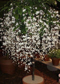 Bridal Veil Plant Starter - Small Well-Rooted Clerodendrum Wallichii - Rare White Blooms for Hummingbirds & Butterflies