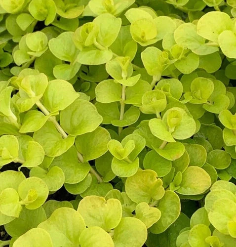 10 Bare Root Golden Creeping Jenny Live Starter Plants - Hardy Ground Cover (Lysimachia nummularia) - Zones 3-9