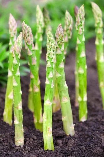 Millennium Live Asparagus Bare Root Plants 2yr Crowns - CZ Grain Asparagus (Asparagus officinalis) for Garden Planting