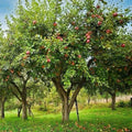 Honey Crisp Apple Trees - 1-2ft Tall Live Trees - Malus domestica 'Honeycrisp' - Sweet Tart Flavor - Perfect for Midwest Gardens