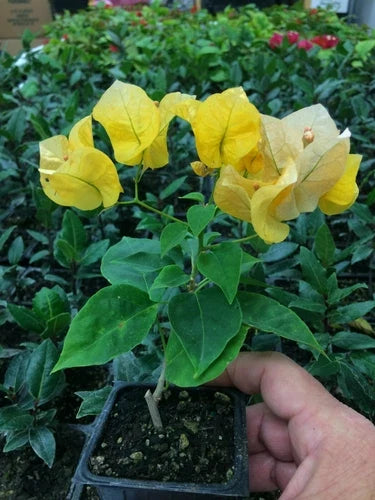 Bougainvillea Plant - 'California Gold' - Drought Tolerant Flowering Vine - Bougainvillea glabra