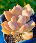 Rare Graptophytum Supreme Succulent Baby Plant 1.5-Inch - Orange-Pink Color Under Stress - ×Graptophytum 'Supreme'
