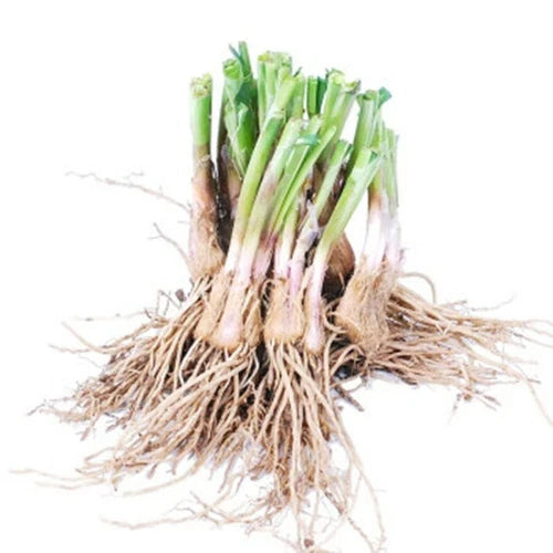 25 Live Stalks Garlic Chives Bare Root Leek Plant (???) - Fresh Culinary Herb for Garden or Indoor Use