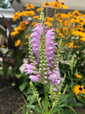 10 Live Obedient Plants Bare Roots - Organically Grown Perennial with Lavender Flowers (Physostegia virginiana)