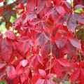Virginia Creeper Cuttings – 10 Unrooted Parthenocissus quinquefolia 6–8"