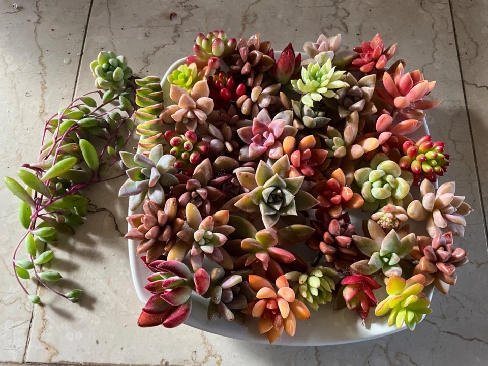 25 Mixed Succulent Cuttings - Unrooted, Colorful Varieties for DIY Arrangements