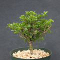 Pereskia portulacifolia 6” Live Plant | Rare Tree-Form Cactus Bonsai Starter