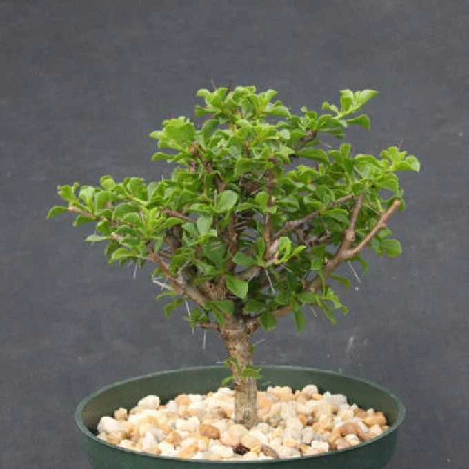 Pereskia portulacifolia 6” Live Plant | Rare Tree-Form Cactus Bonsai Starter