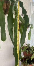 Epiphyllum Orchid Cactus Cuttings - 2 Unrooted Cuttings 10”+ for Rooting