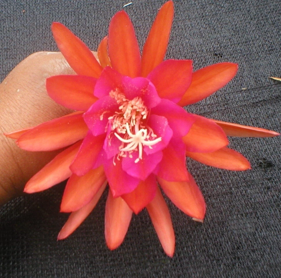 Epiphyllum Germania Orchid Cactus Cutting – Don’s Hybrid, Live Unrooted Epiphyllum Cutting