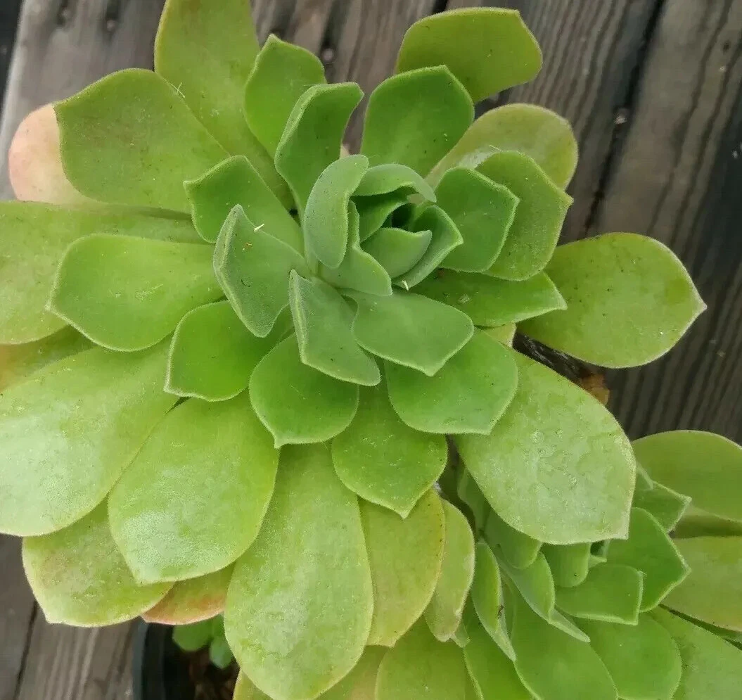 Aeonium arboreum Cuttings (2 pcs) – Tree Aeonium Succulent Cuttings for Pots & Gardens