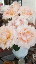 Polka Climbing Rose Cuttings – 3 Unrooted Apricot Climbing Rose Cuttings