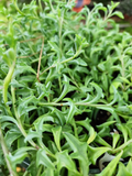 String of Dolphins Cuttings - Senecio peregrinus Prop Cup | Live Succulent Trailing Cuttings