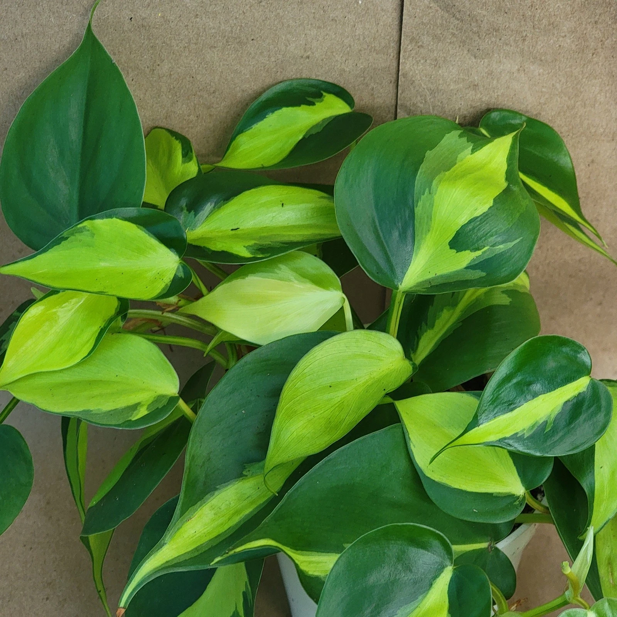 Philodendron Brasil in 3" Pot | Variegated Hederaceum Live Houseplant