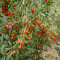 Goji Berry Live Plant – Rooted Cuttings in Pot, Ready to Plant