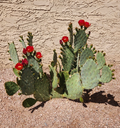 Opuntia Fruit Punch Prickly Pear Pad Cutting – Unrooted Live Opuntia Hybrid Cactus Pad