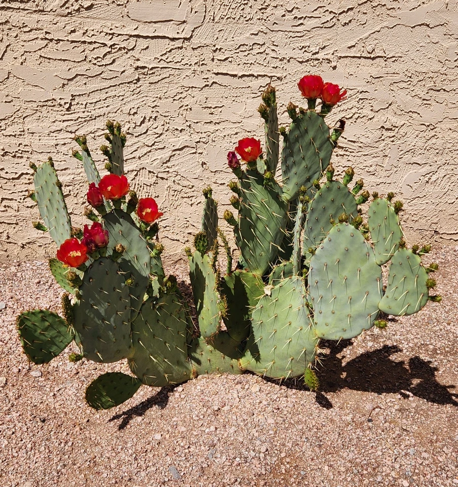 Opuntia Fruit Punch Prickly Pear Pad Cutting – Unrooted Live Opuntia Hybrid Cactus Pad