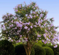 Purple Crepe Myrtle Cuttings - 8+ Fresh 8"+ Lilac Purple Blooms | Easy Rooting Shrub Starter