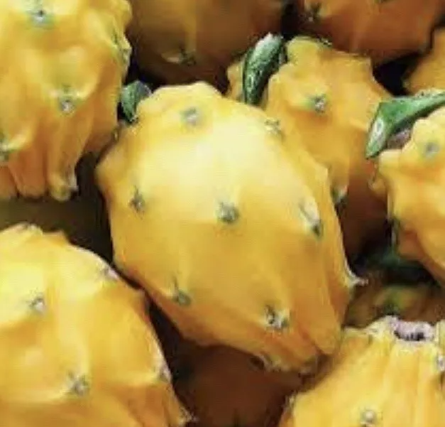Yellow Dragon Fruit Palora Cutting (8–12 in) Hylocereus megalanthus – Unrooted Live Cutting