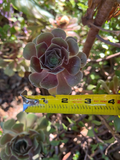 Fresh Succulent Cuttings - 3 Mixed Brown & Green Varieties for Propagation