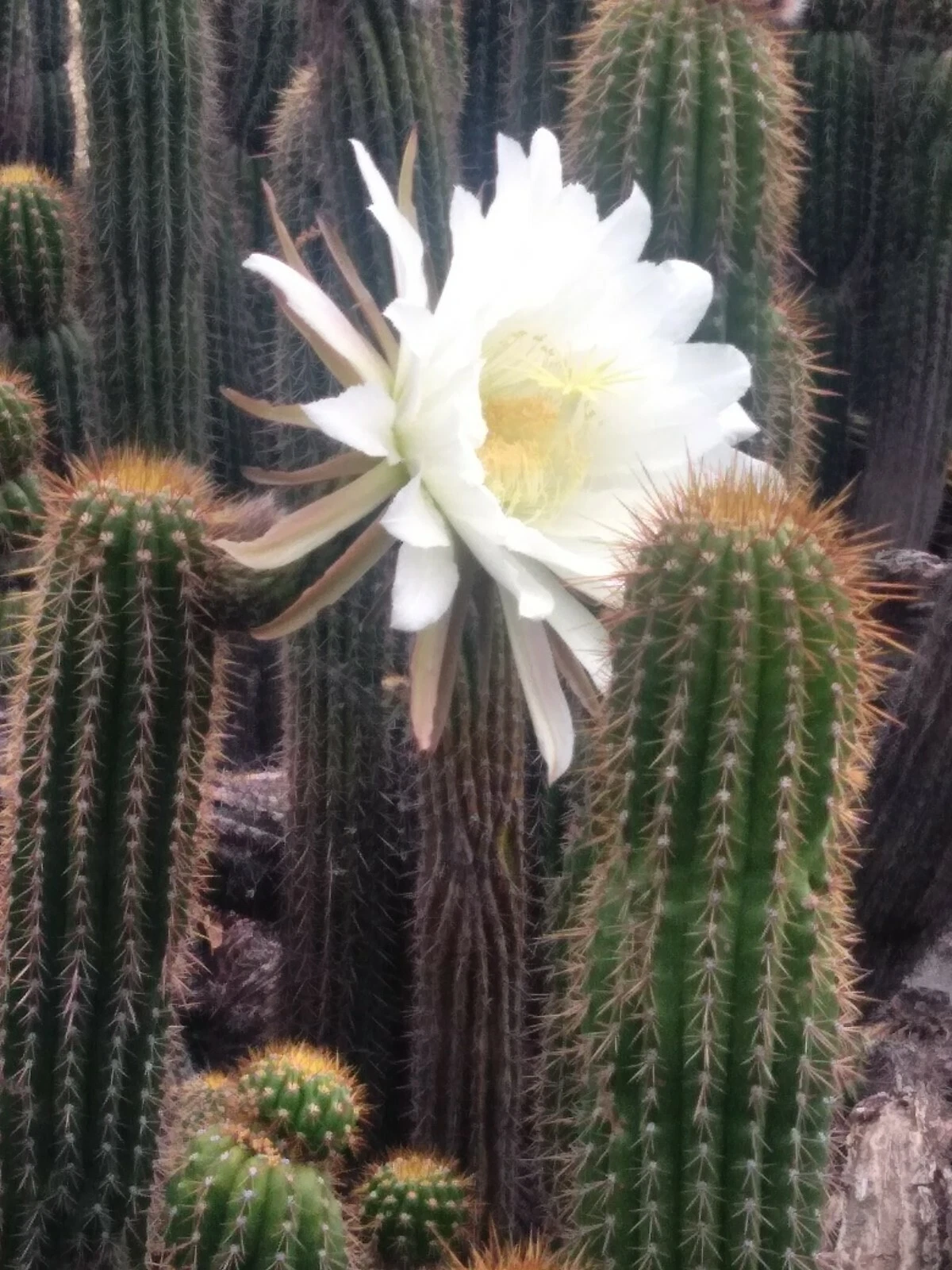 Golden Torch Cactus Cutting (Echinopsis spachiana) - 20" Unrooted Cutting