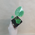 Monstera Thai Constellation Live Plant - 3" Pot, Variegated Aroid