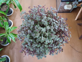 Callisia Repens Turtle Vine Cuttings – Fresh, Easy-Rooting Trailing Houseplant