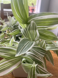 Tradescantia albiflora Cuttings – 5 Live Variegated Wandering Jew Cuttings