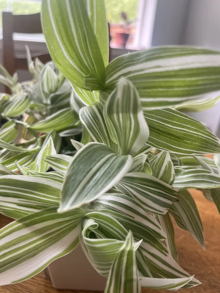 Tradescantia albiflora Cuttings – 5 Live Variegated Wandering Jew Cuttings