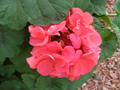 Zonal Geranium Cuttings (Pelargonium) - 4 Unrooted Stems, ~4" Each