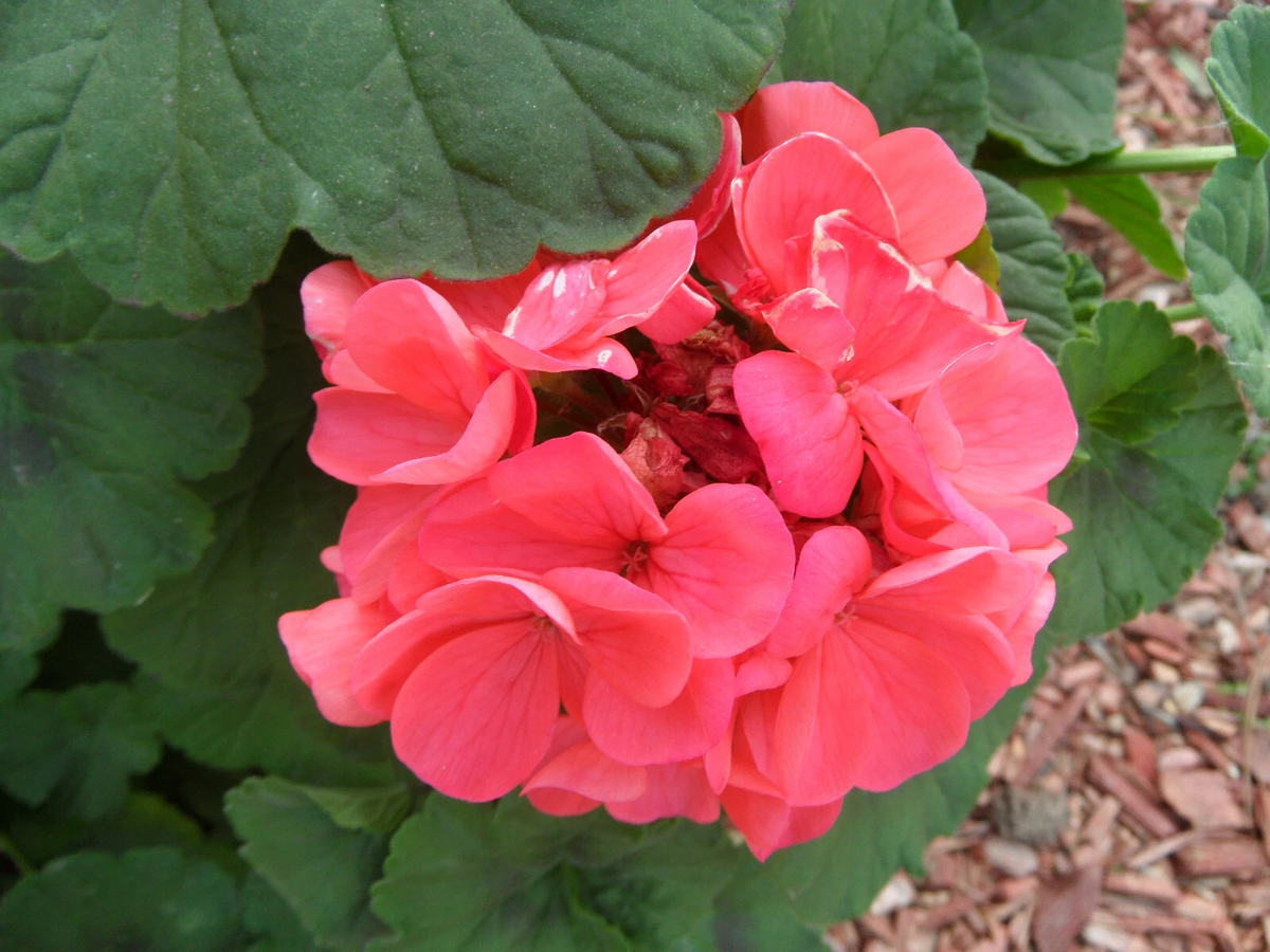 Zonal Geranium Cuttings (Pelargonium) - 4 Unrooted Stems, ~4" Each