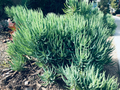Senecio vitalis Cuttings (Blue Chalk Fingers) — 9x 6" Live Succulent Sticks