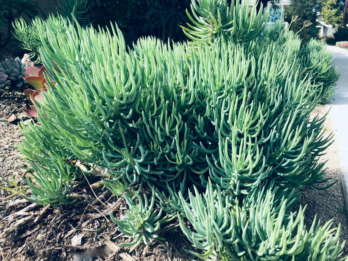 Senecio vitalis Cuttings (Blue Chalk Fingers) — 9x 6" Live Succulent Sticks