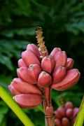 Bordelon Musa Banana – Small Rooted Starter Plant | Ornamental Banana for Containers