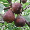 Fig Tree Cutting – 10" Ficus carica Live Unrooted Cutting for Planting
