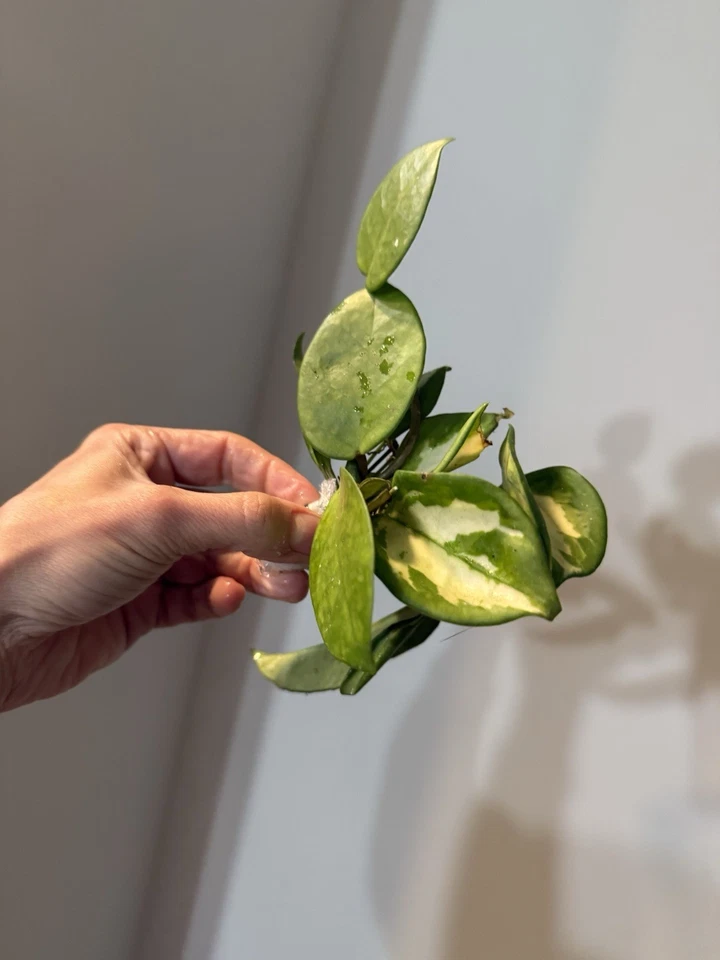 Hoya Variegated Bundle: 8 Rare Variegated Hoya Cuttings