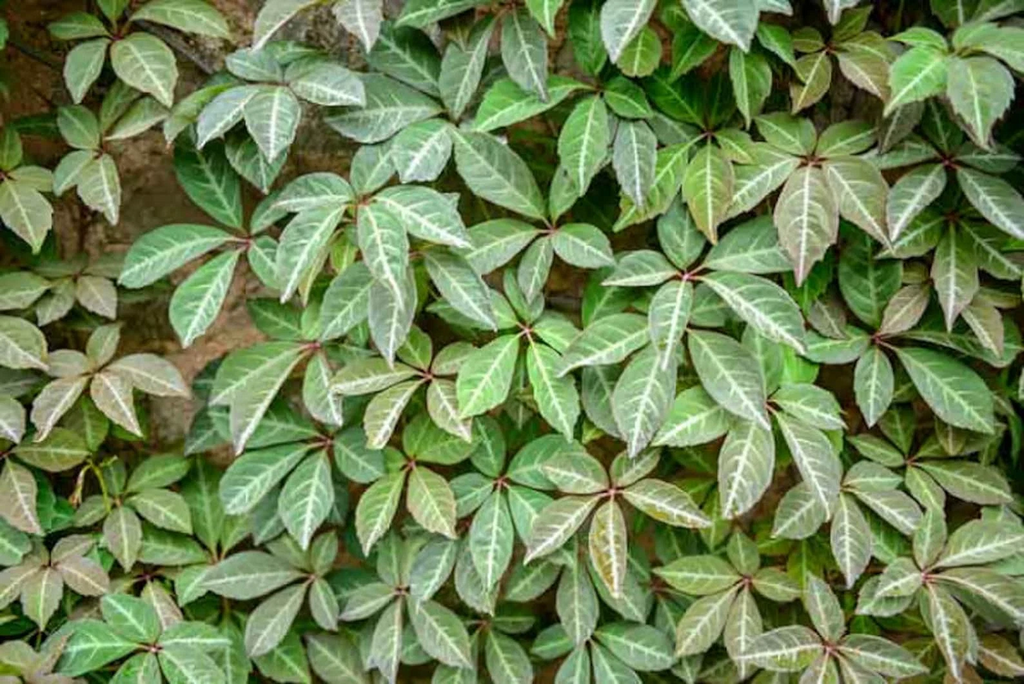 Virginia Creeper Cuttings - 10 Unrooted Parthenocissus quinquefolia Vines, 6–8"