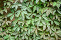 Virginia Creeper Cuttings - 10 Unrooted Parthenocissus quinquefolia Vines, 6–8"
