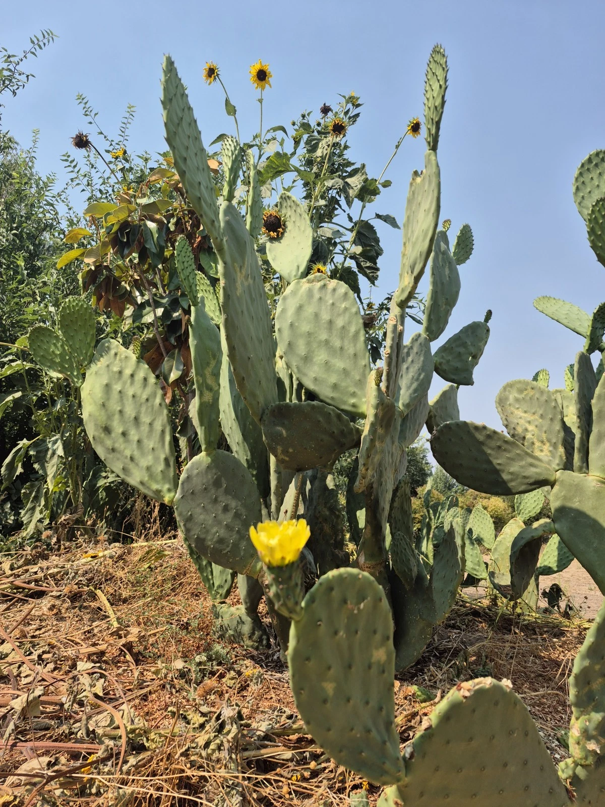 Prickly Pear Cactus Pads (Opuntia ficus-indica) – 6–10" Live Unrooted Cuttings