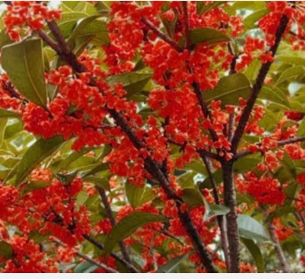 Beni Kin Mokusei Tea Olive (Osmanthus fragrans) Rooted Starter Plant – Red Sweet, Fragrant Evergreen Shrub