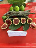 Desert King Fig Cuttings (3 pcs) | Ficus carica Propagation Wood 8–10"