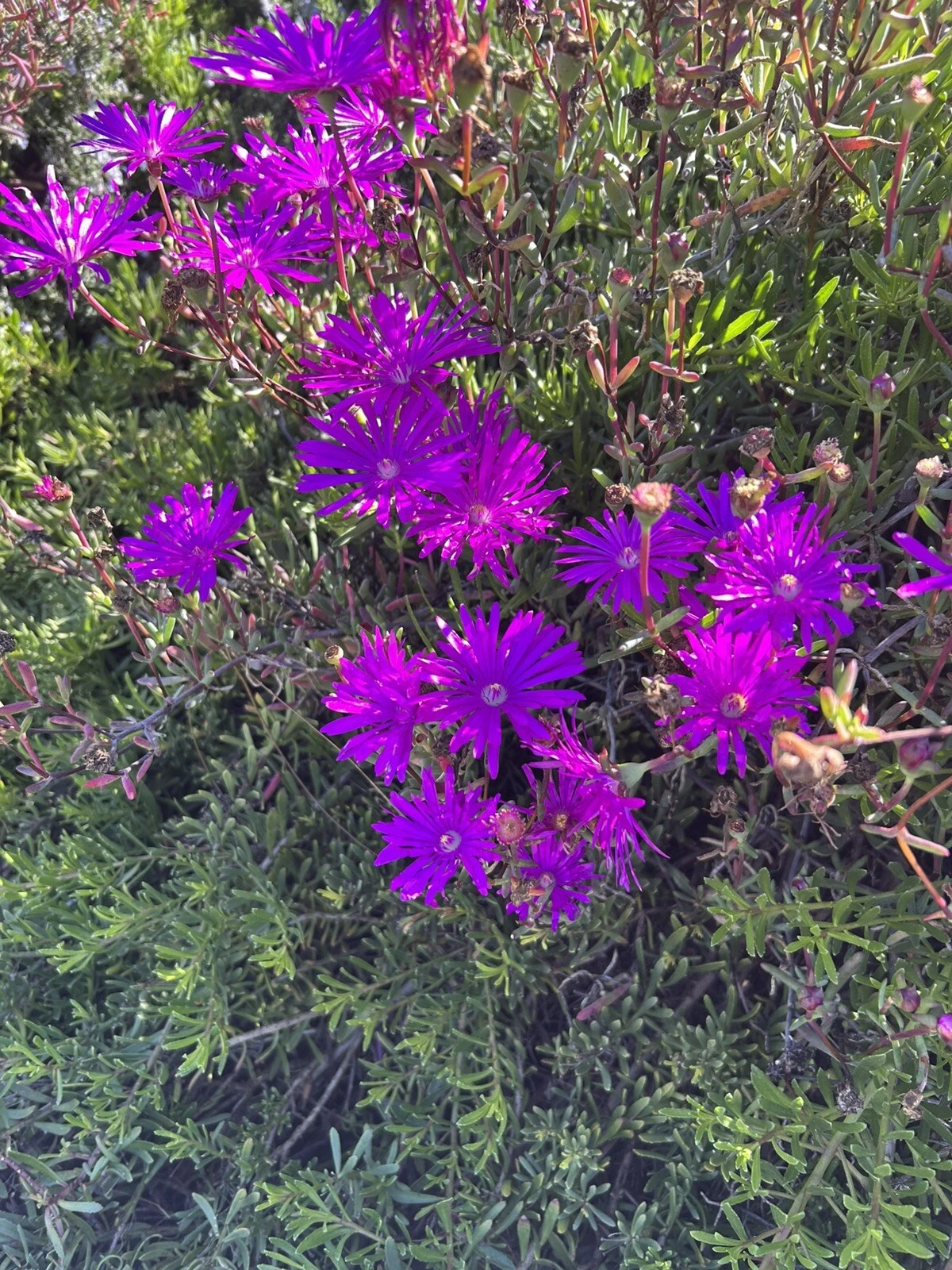 Creeping Ice Plant Cuttings 12pcs | Delosperma Purple/Pink Ground Cover