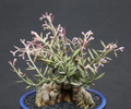 Monadenium rubellum Seeds - 25 Exotic Caudex Succulent Seeds
