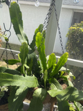 Epiphyllum Orchid Cactus Cuttings (2 rooted 10+"), Orchid Cactus Epiphyllum Starter Plants