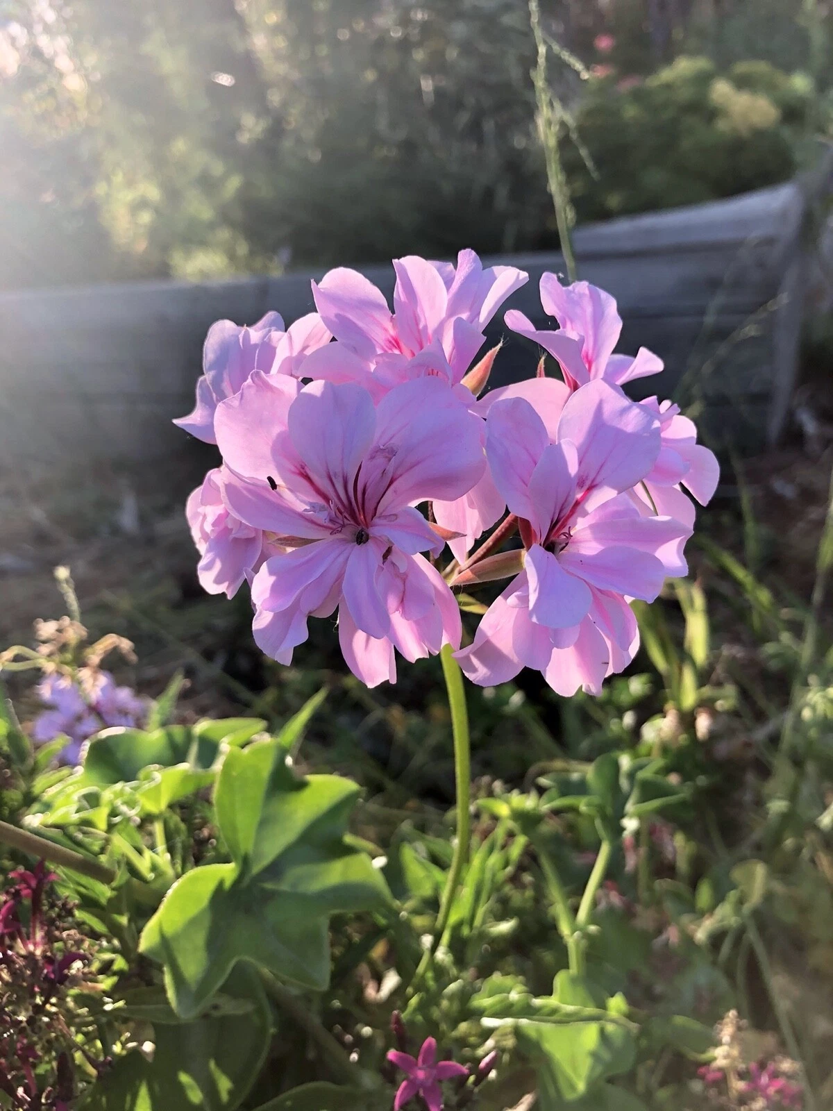 Pelargonium peltatum Lavender Ivy Geranium — 2 Live 6" Trailing Cuttings