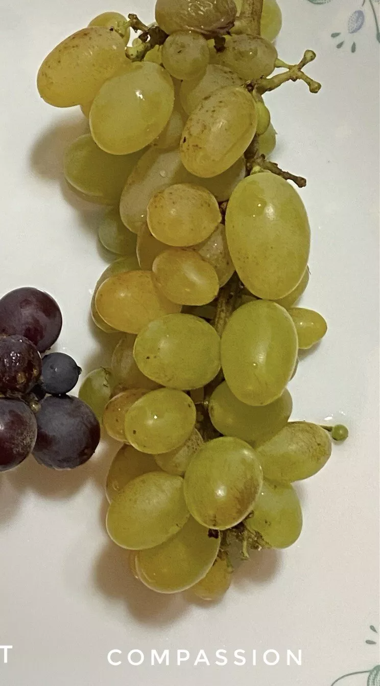 Compassion Grape Cuttings 4-Pack | 2–3 Nodes | For Rooting or Grafting